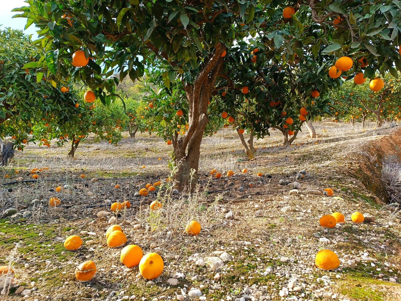 Verger d'orangers avec petite remise, étang d'irrigation et vue. à Restábal