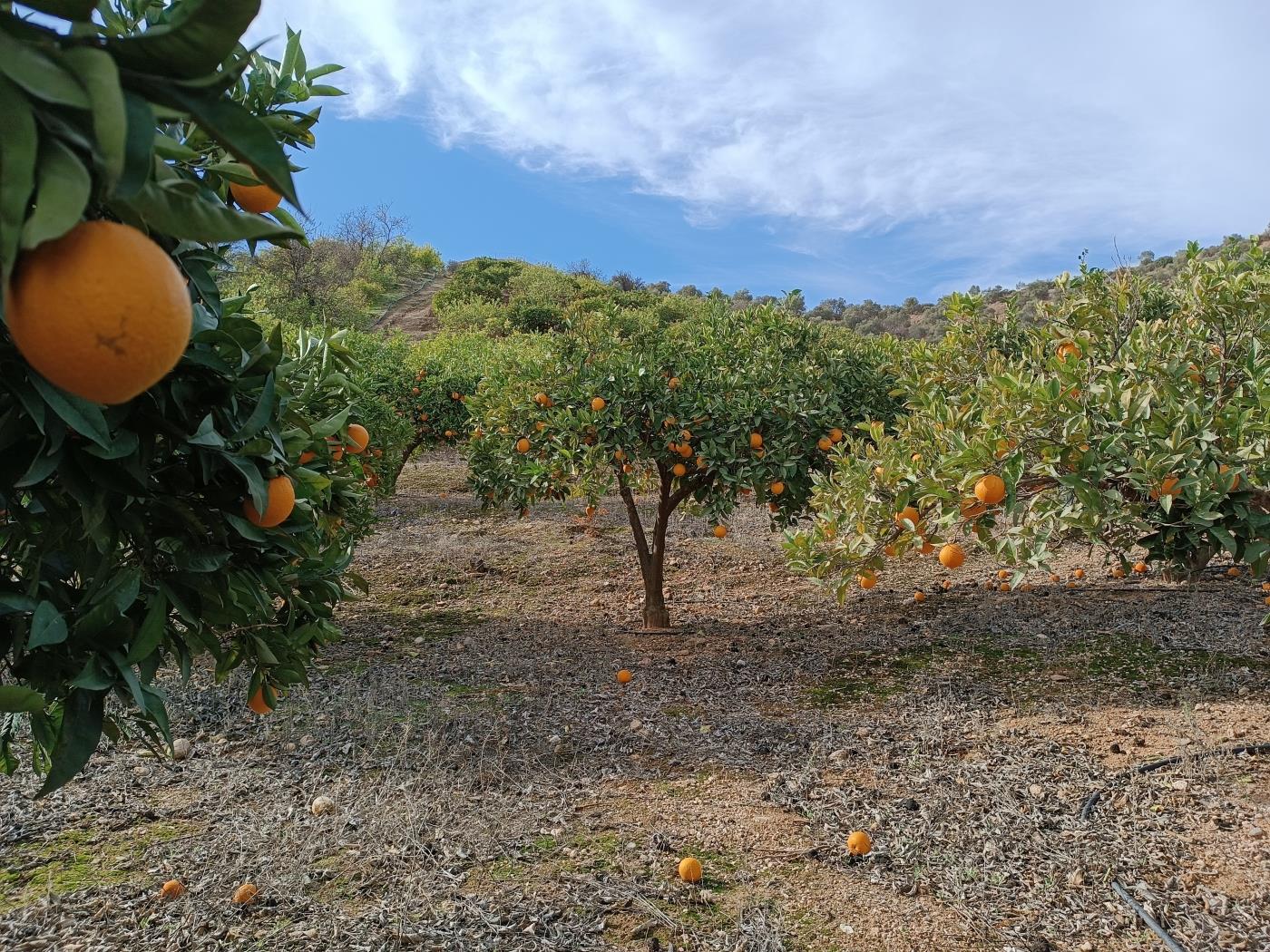 Verger d'orangers avec petite remise, étang d'irrigation et vue. à Restábal
