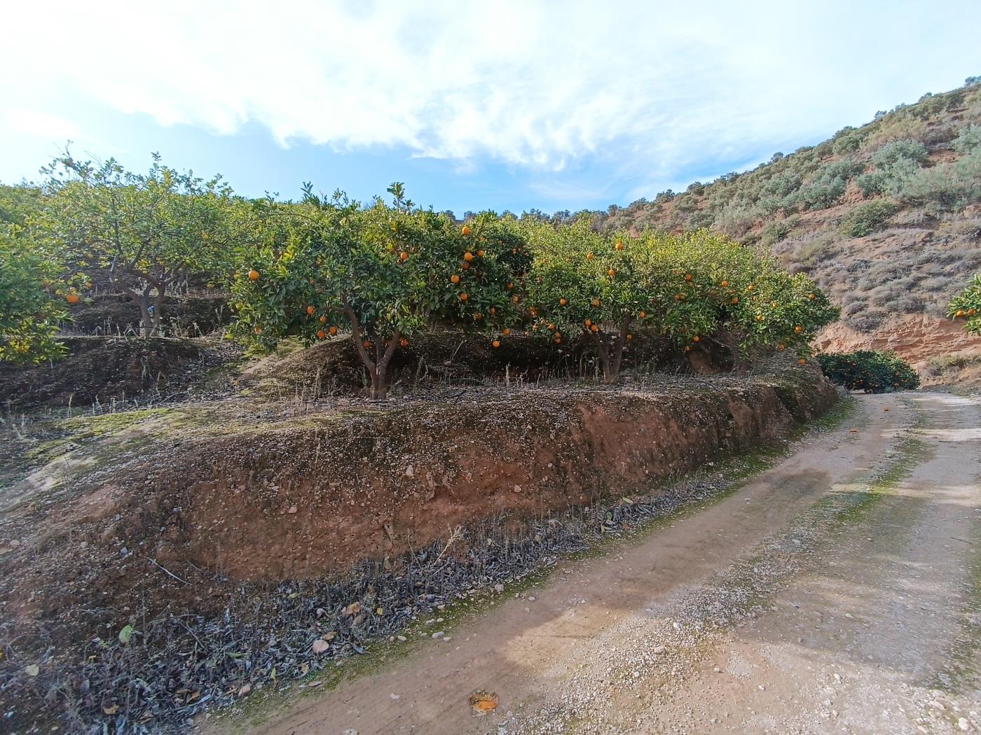 Verger d'orangers avec petite remise, étang d'irrigation et vue. à Restábal