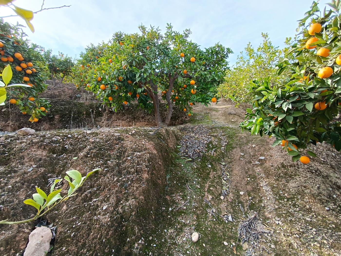 Verger d'orangers avec petite remise, étang d'irrigation et vue. à Restábal