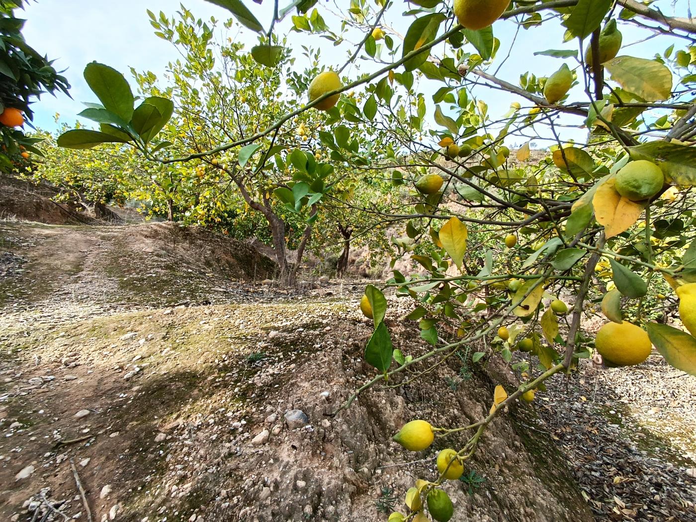 Verger d'orangers avec petite remise, étang d'irrigation et vue. à Restábal