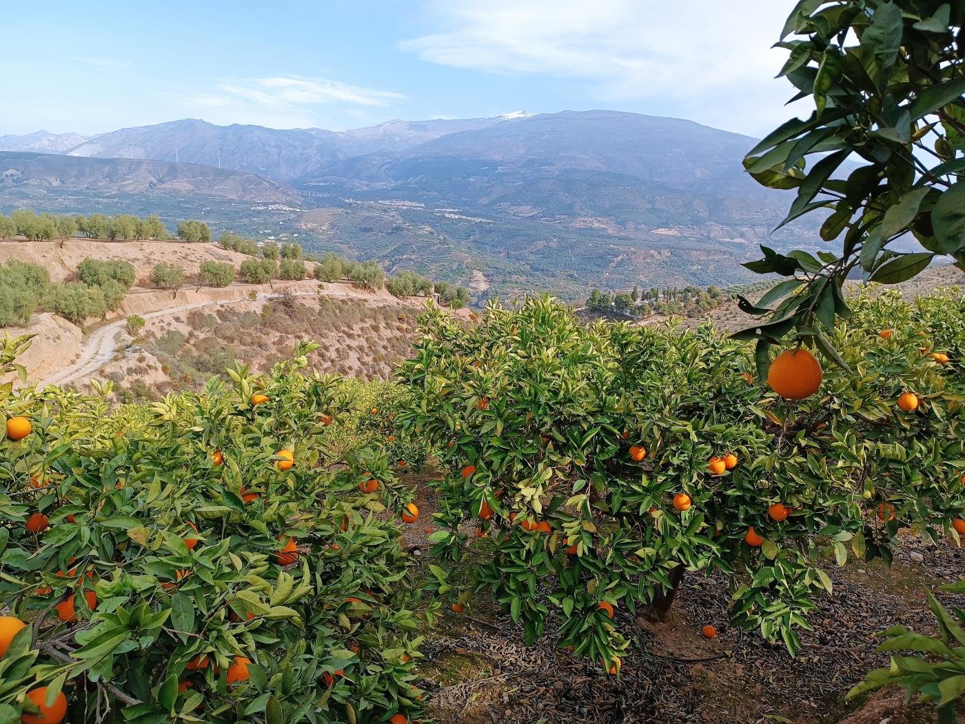 Verger d'orangers avec petite remise, étang d'irrigation et vue. à Restábal