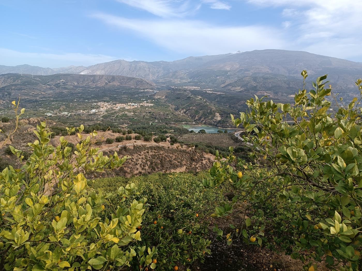 Verger d'orangers avec petite remise, étang d'irrigation et vue. à Restábal