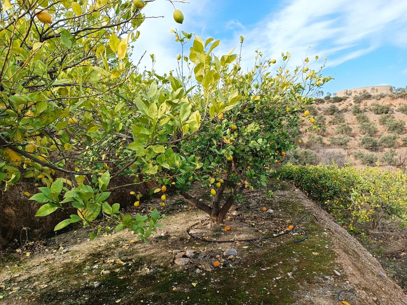 Verger d'orangers avec petite remise, étang d'irrigation et vue. à Restábal