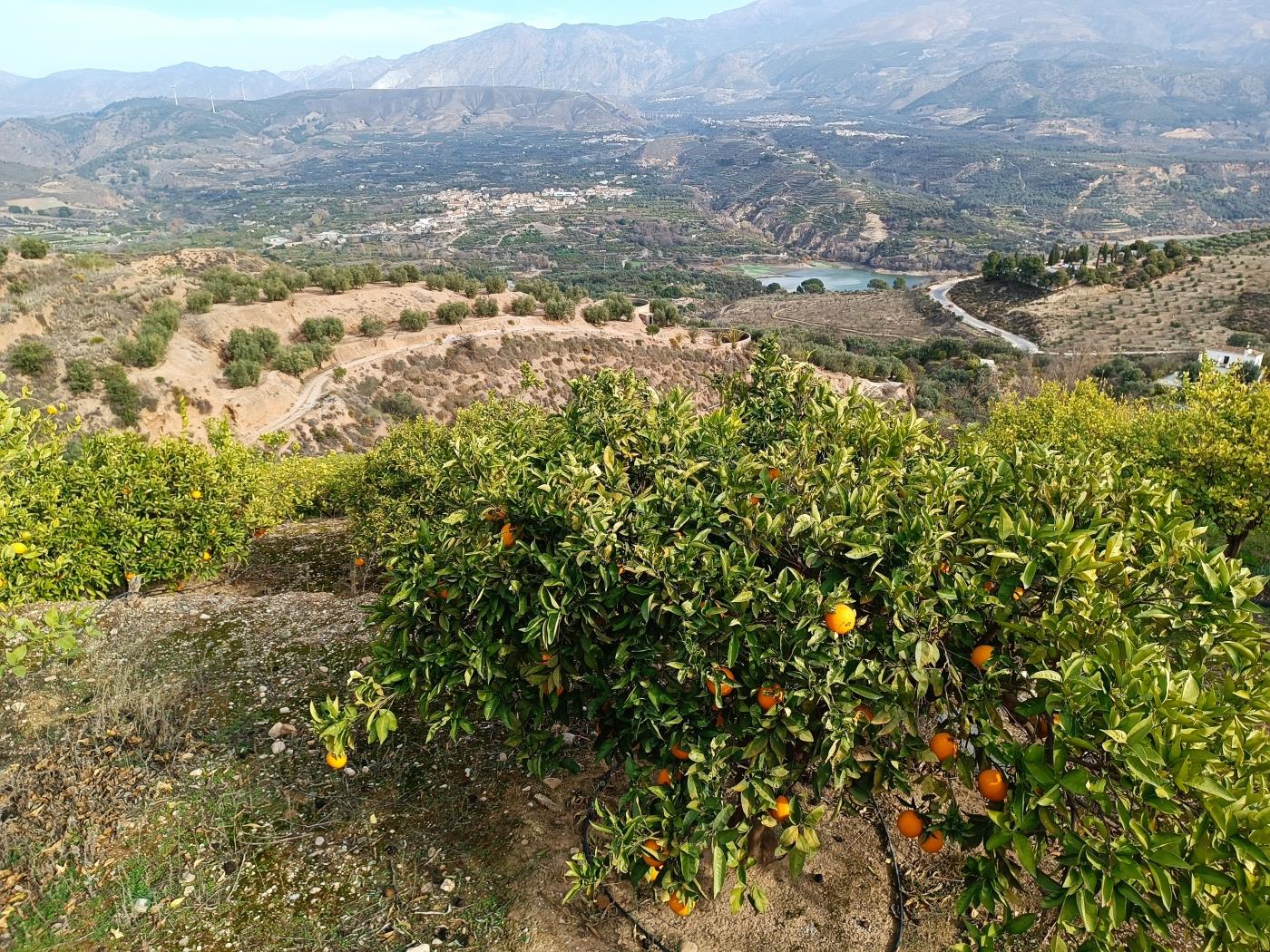 Verger d'orangers avec petite remise, étang d'irrigation et vue. à Restábal