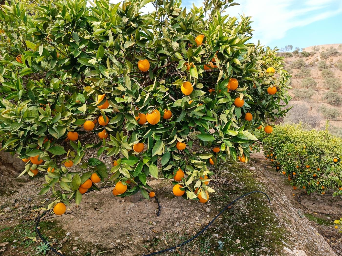 Verger d'orangers avec petite remise, étang d'irrigation et vue. à Restábal
