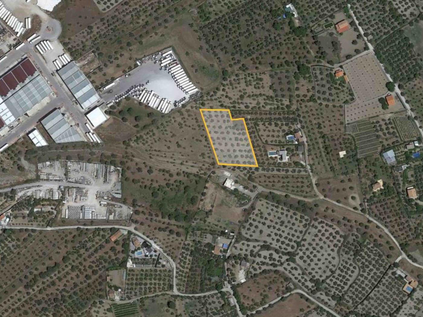 Olivenplantage neben dem Industriegebiet Peña Blanca, Nigüelas. in Nigüelas