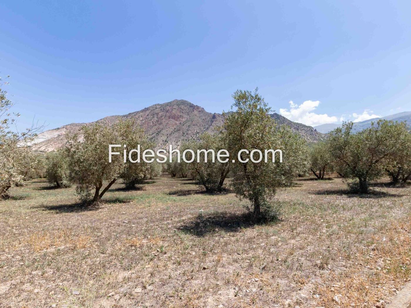 Olivenplantage neben dem Industriegebiet Peña Blanca, Nigüelas. in Nigüelas
