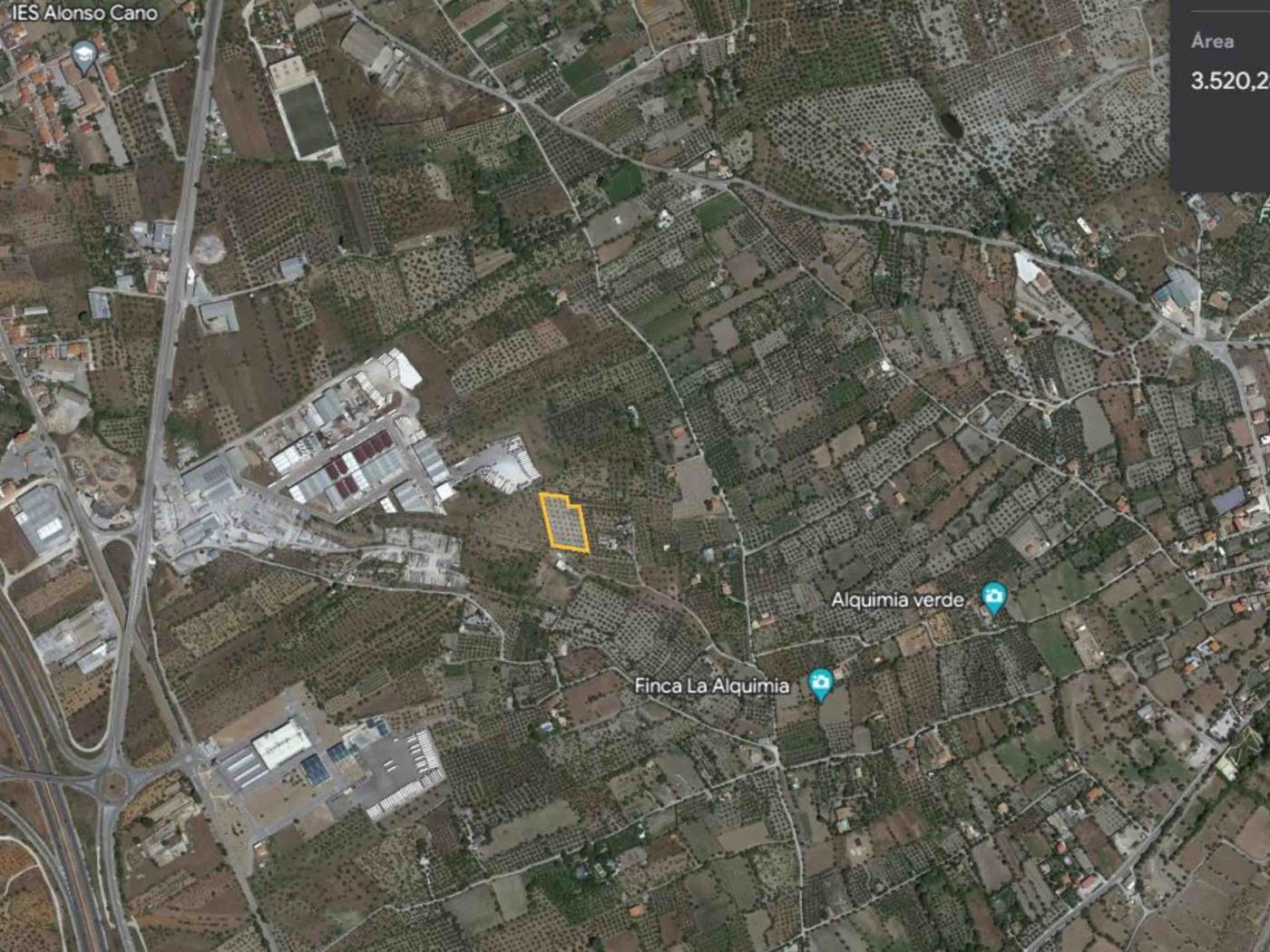 Olivenplantage neben dem Industriegebiet Peña Blanca, Nigüelas. in Nigüelas
