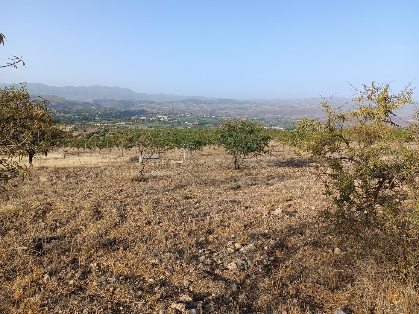 Domaine agricole irrigué avec un puits communautaire de 8000 m2 à Dúrcal. à Dúrcal
