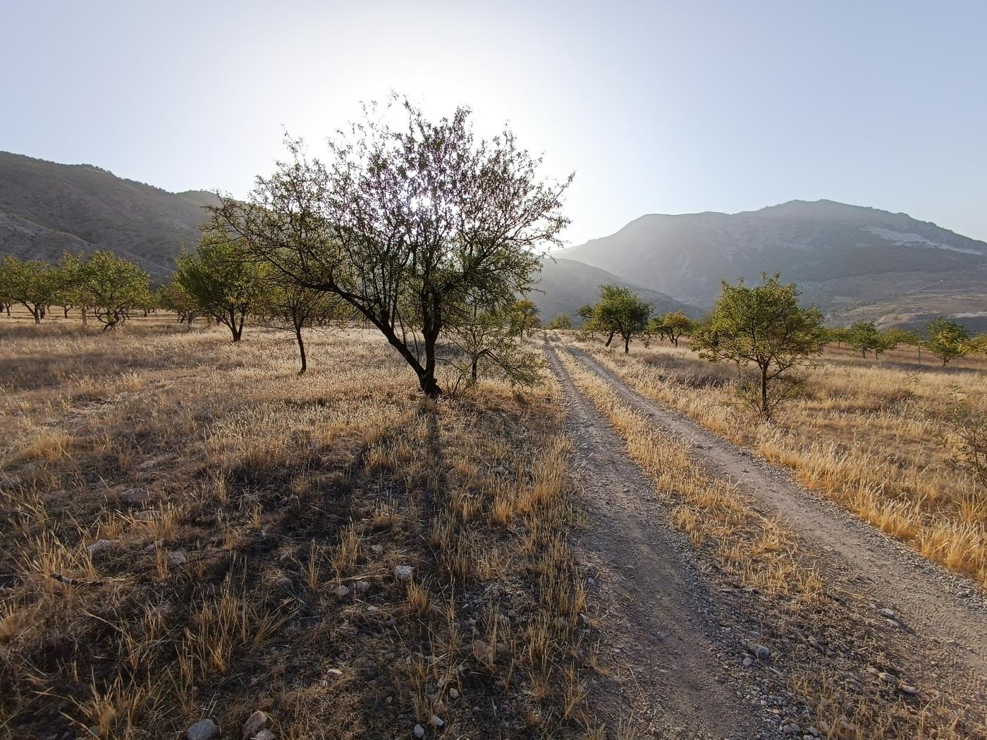 Domaine agricole irrigué avec un puits communautaire de 8000 m2 à Dúrcal. à Dúrcal