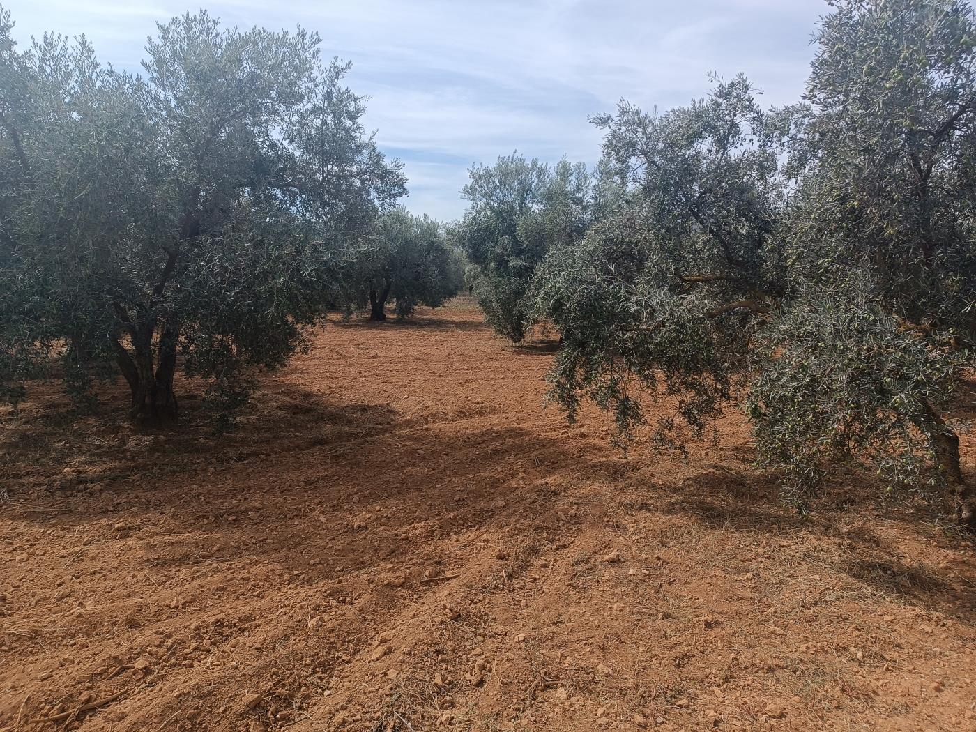 6000 m2 Grundstück mit Olivenbäumen, mit der Möglichkeit einer Gerätescheune in in Dúrcal