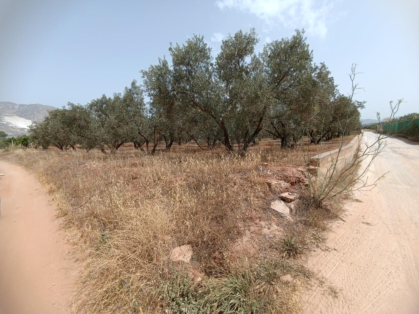 783 m2 olive estate in Marchena-Cozvíjar. in Cozvíjar