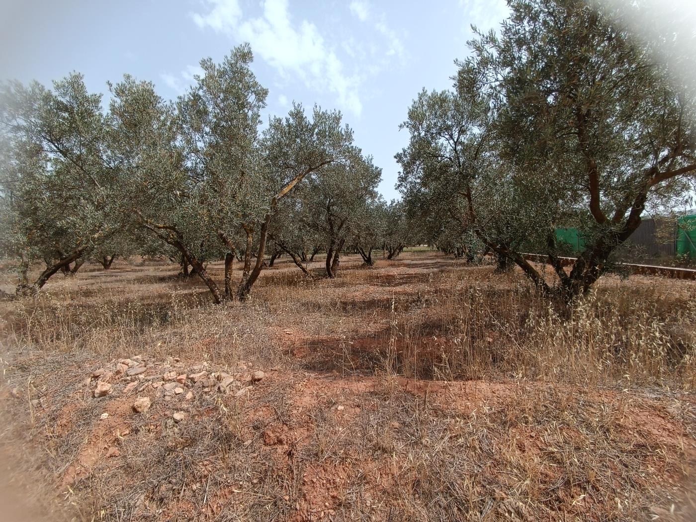 783 m2 olive estate in Marchena-Cozvíjar. in Cozvíjar