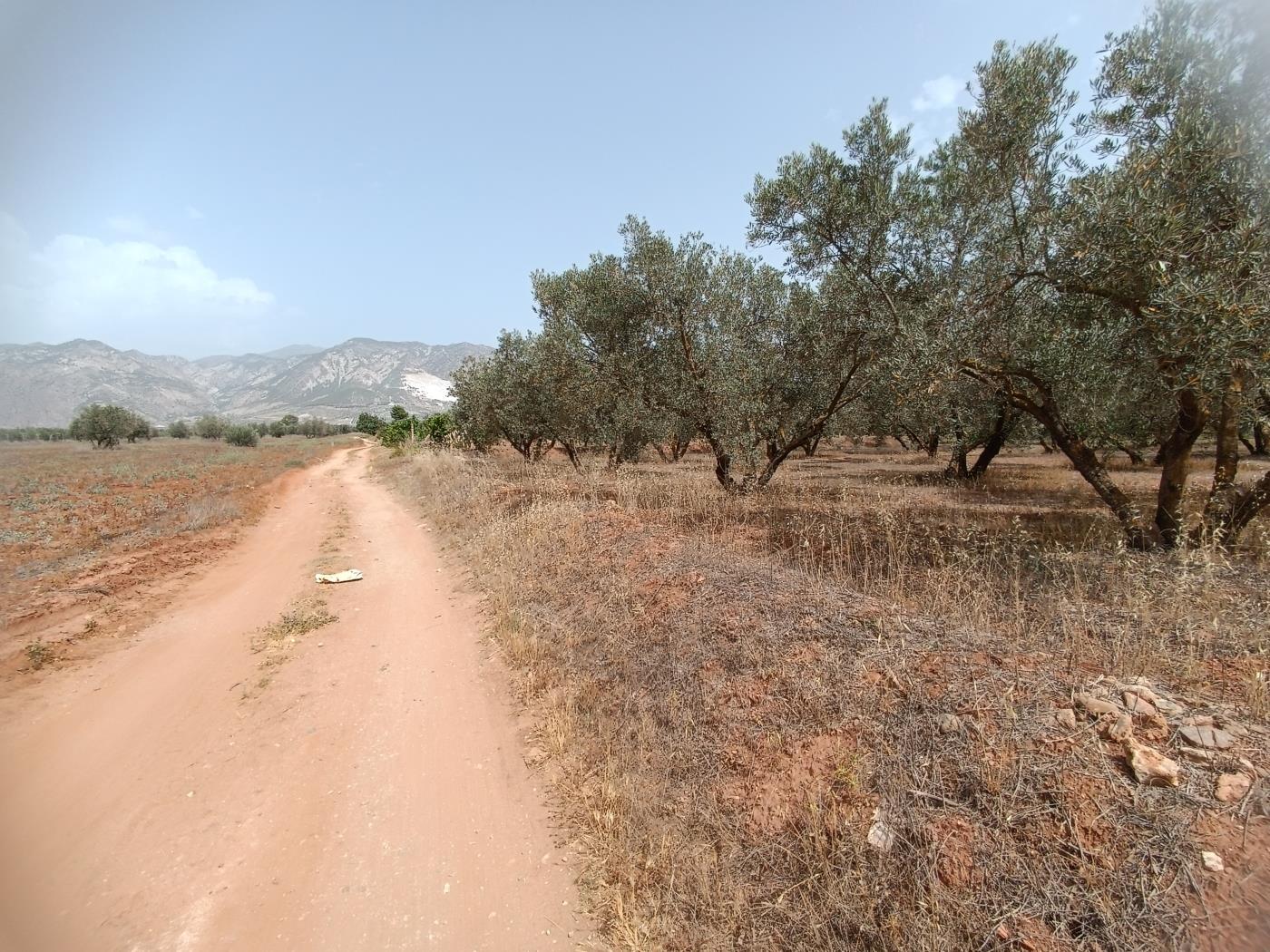 783 m2 olive estate in Marchena-Cozvíjar. in Cozvíjar