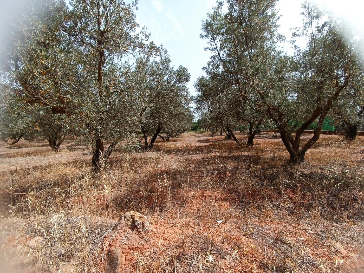 783 m2 olive estate in Marchena-Cozvíjar. in Cozvíjar