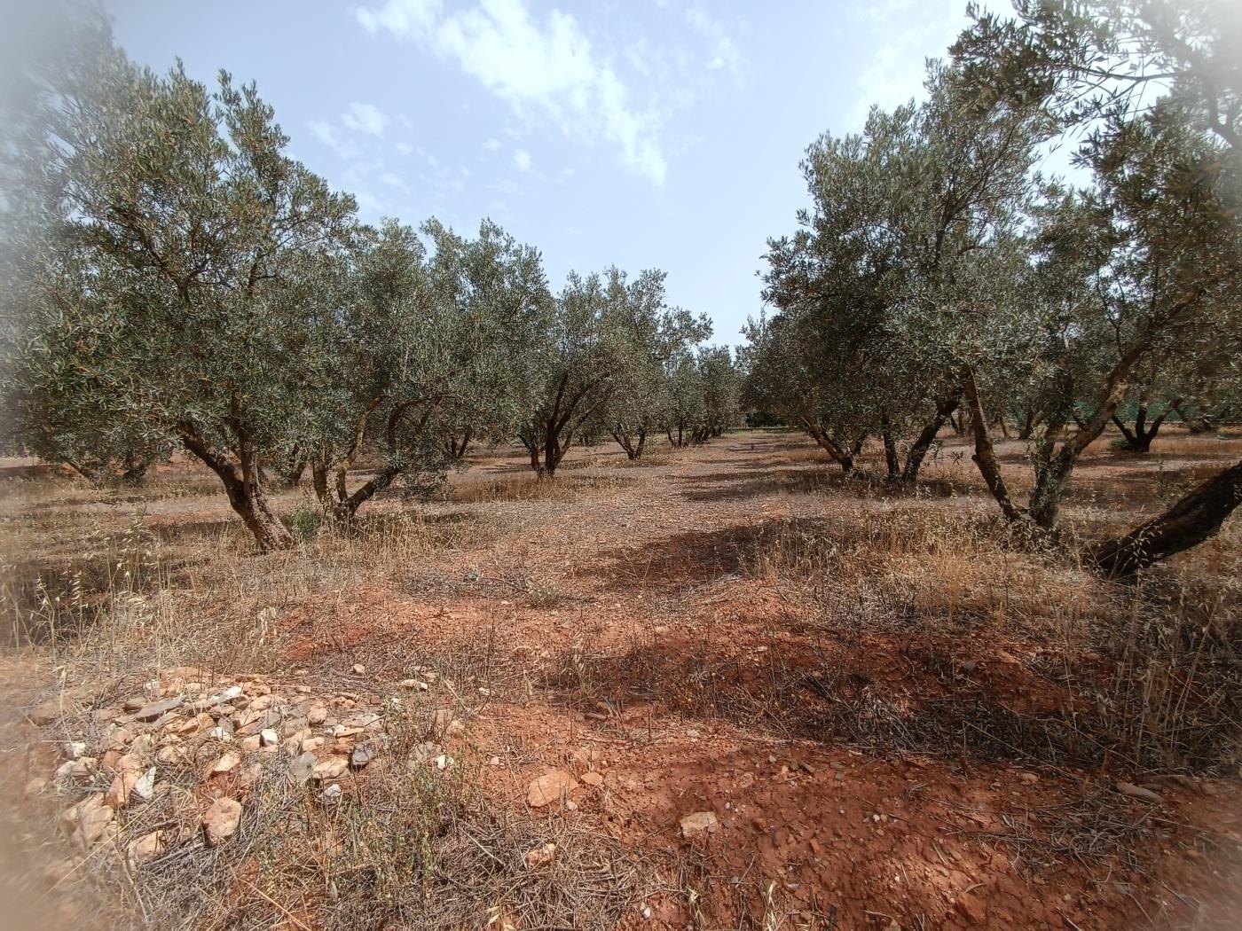 783 m2 olive estate in Marchena-Cozvíjar. in Cozvíjar