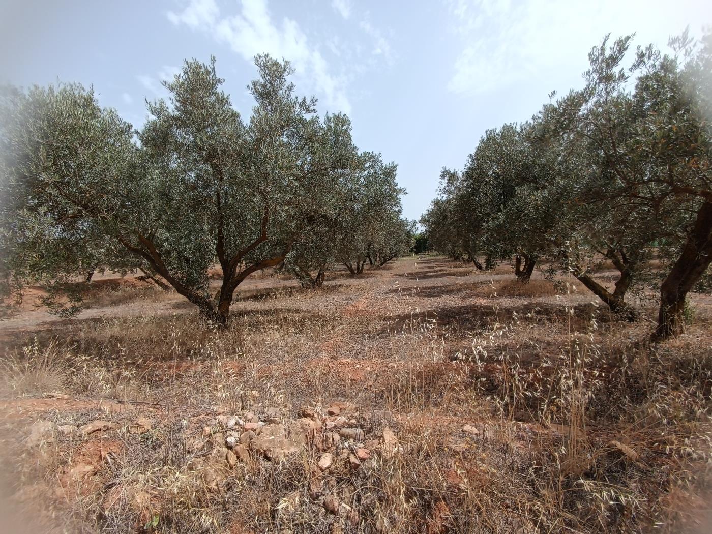 783 m2 olive estate in Marchena-Cozvíjar. in Cozvíjar