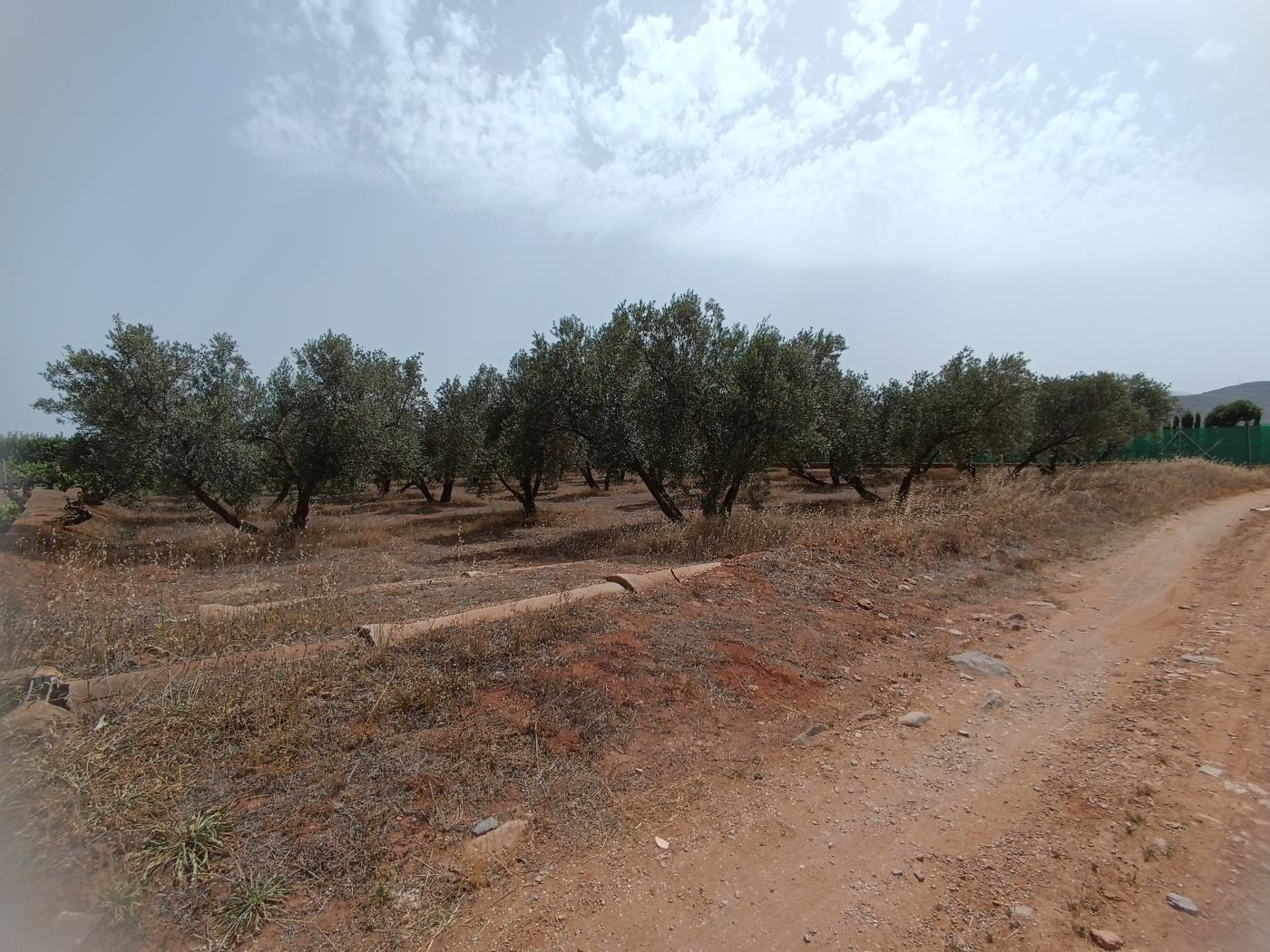 783 m2 olive estate in Marchena-Cozvíjar. in Cozvíjar