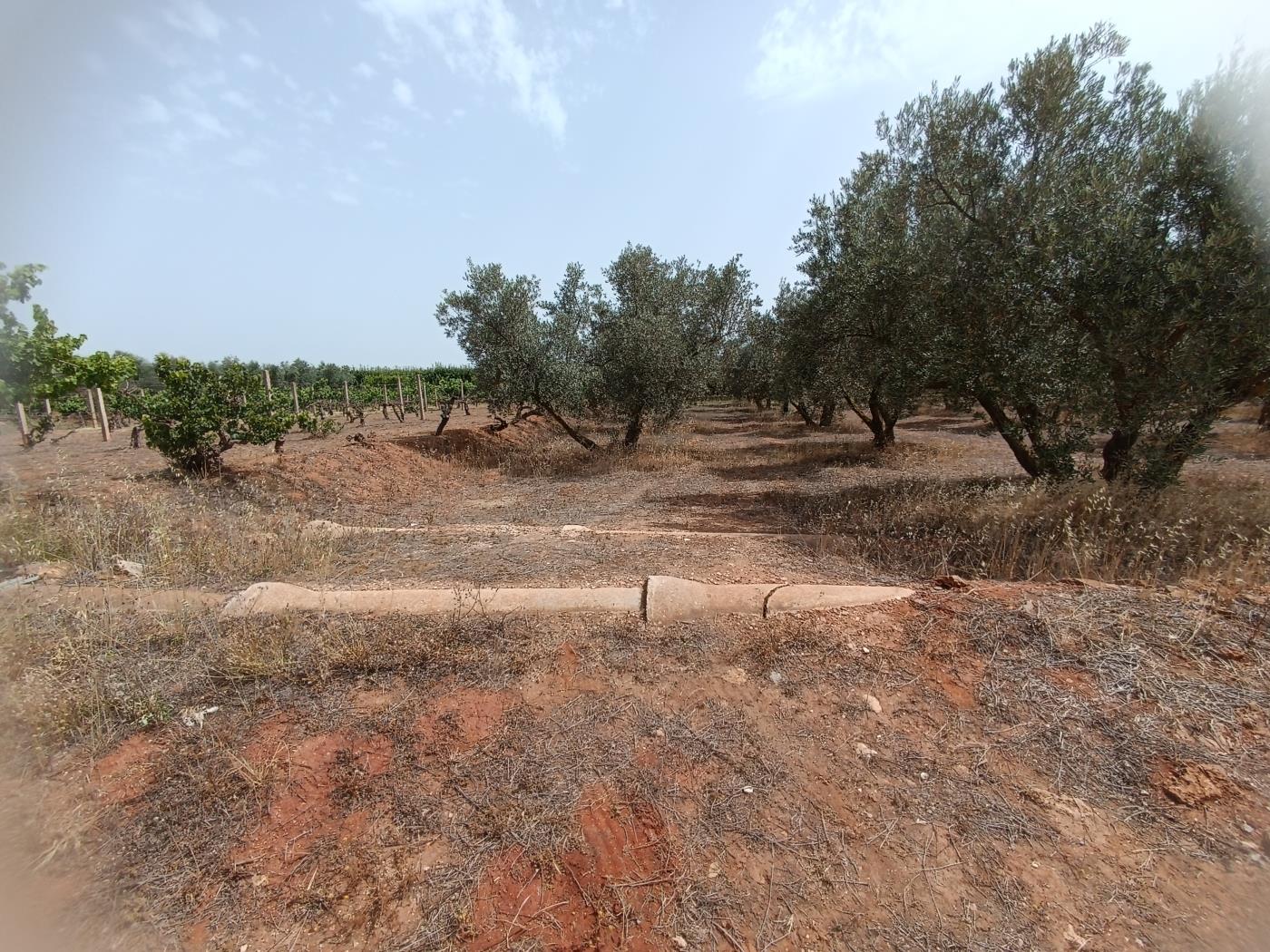 783 m2 olive estate in Marchena-Cozvíjar. in Cozvíjar