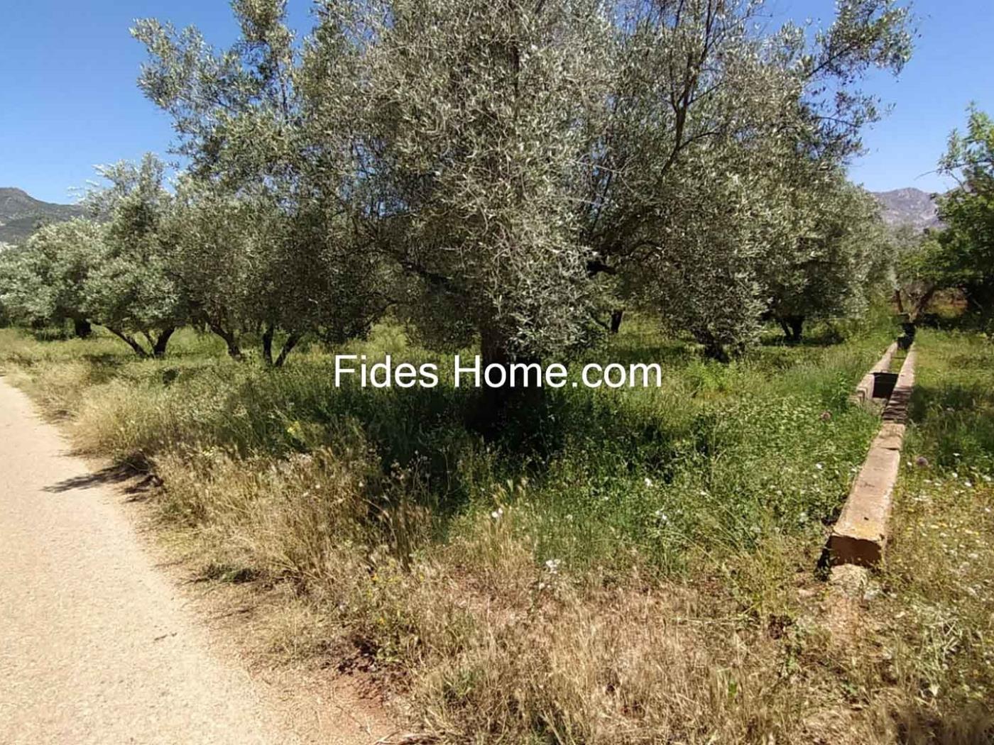 4200 m2 olive estate in Marchena-Dúrcal. in Dúrcal