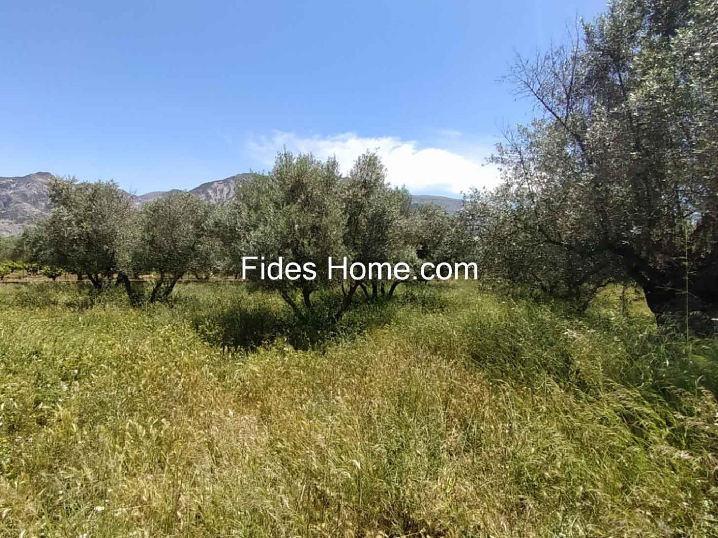 4200 m2 olive estate in Marchena-Dúrcal. in Dúrcal
