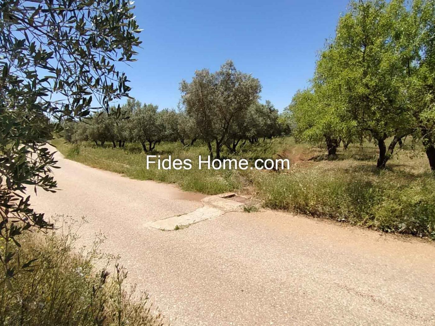 4200 m2 olive estate in Marchena-Dúrcal. in Dúrcal