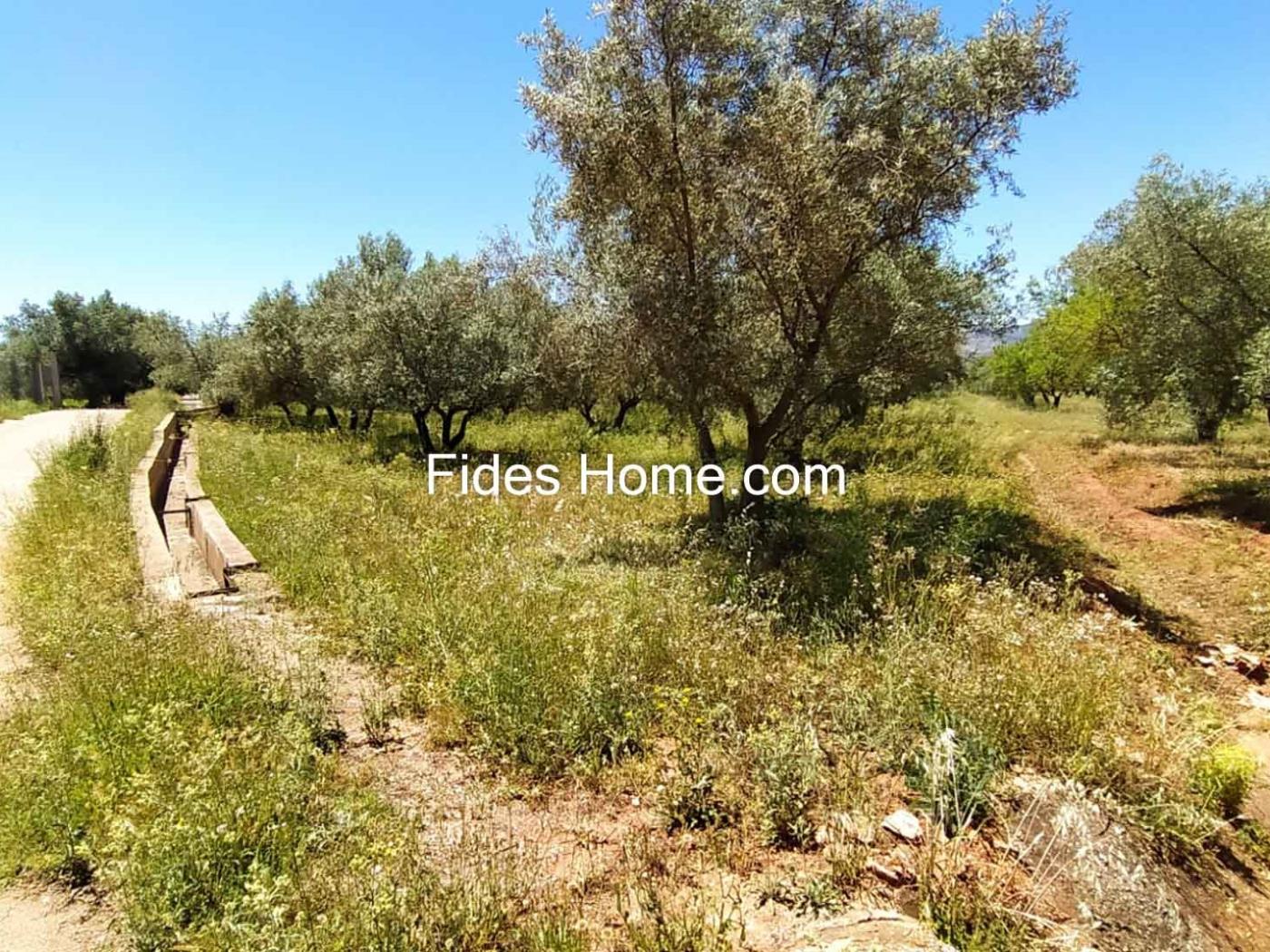4200 m2 olive estate in Marchena-Dúrcal. in Dúrcal