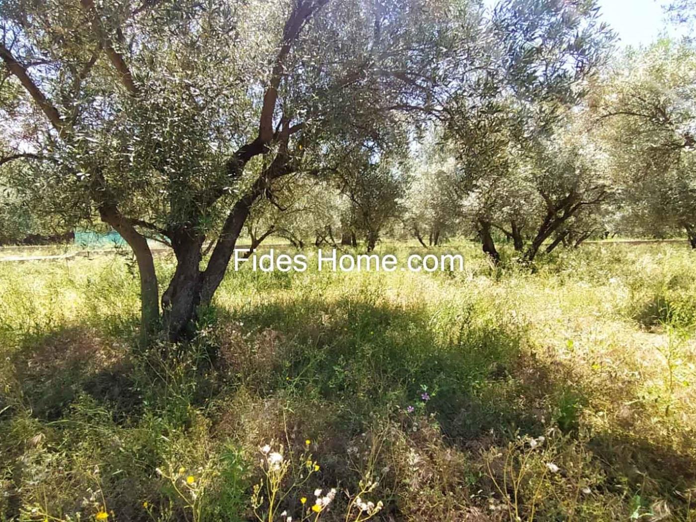 4200 m2 olive estate in Marchena-Dúrcal. in Dúrcal