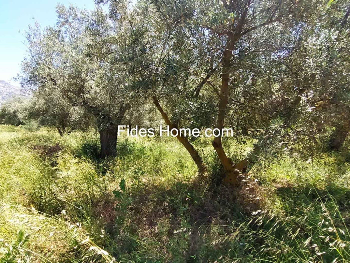4200 m2 olive estate in Marchena-Dúrcal. in Dúrcal