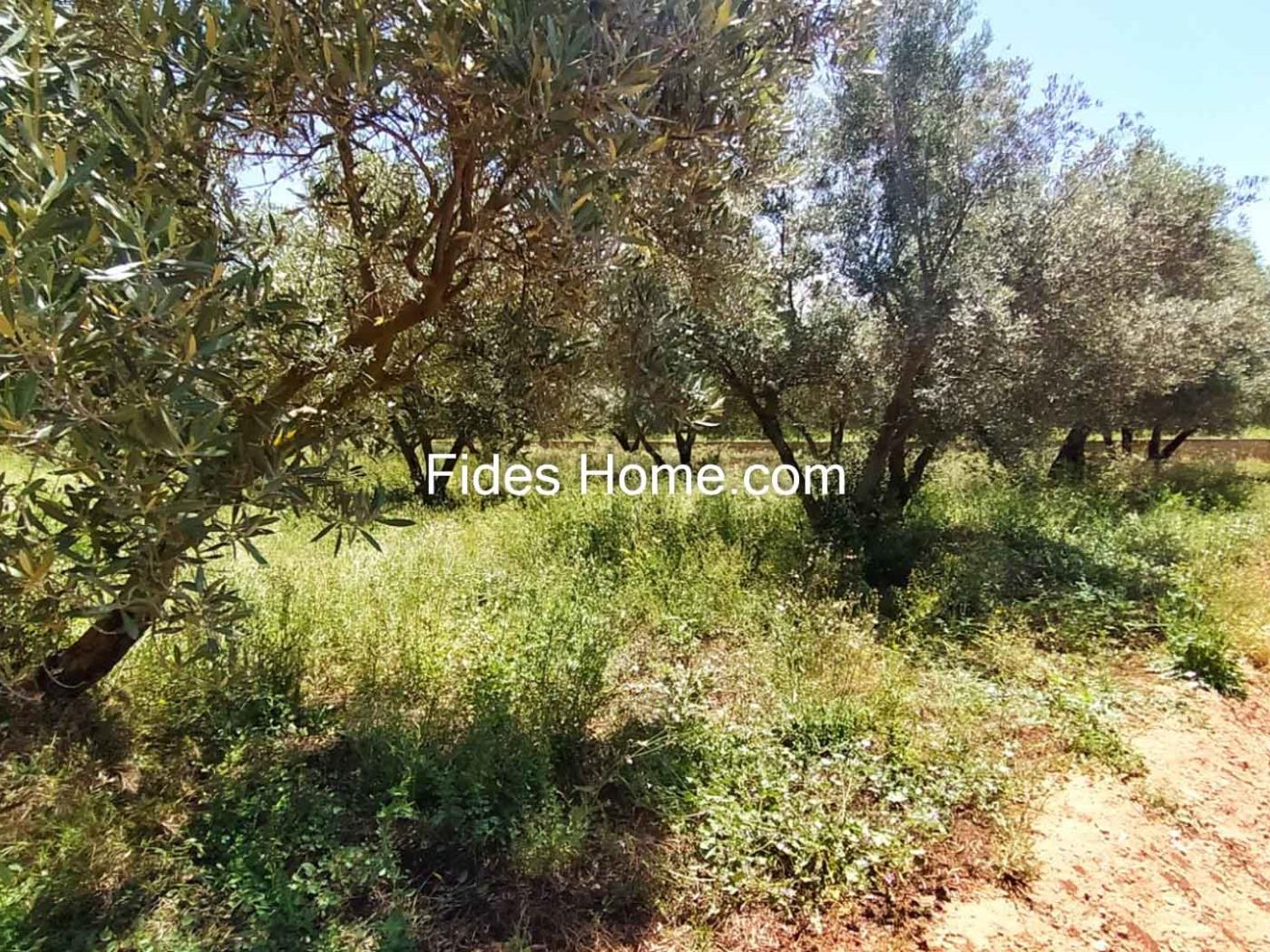4200 m2 olive estate in Marchena-Dúrcal. in Dúrcal