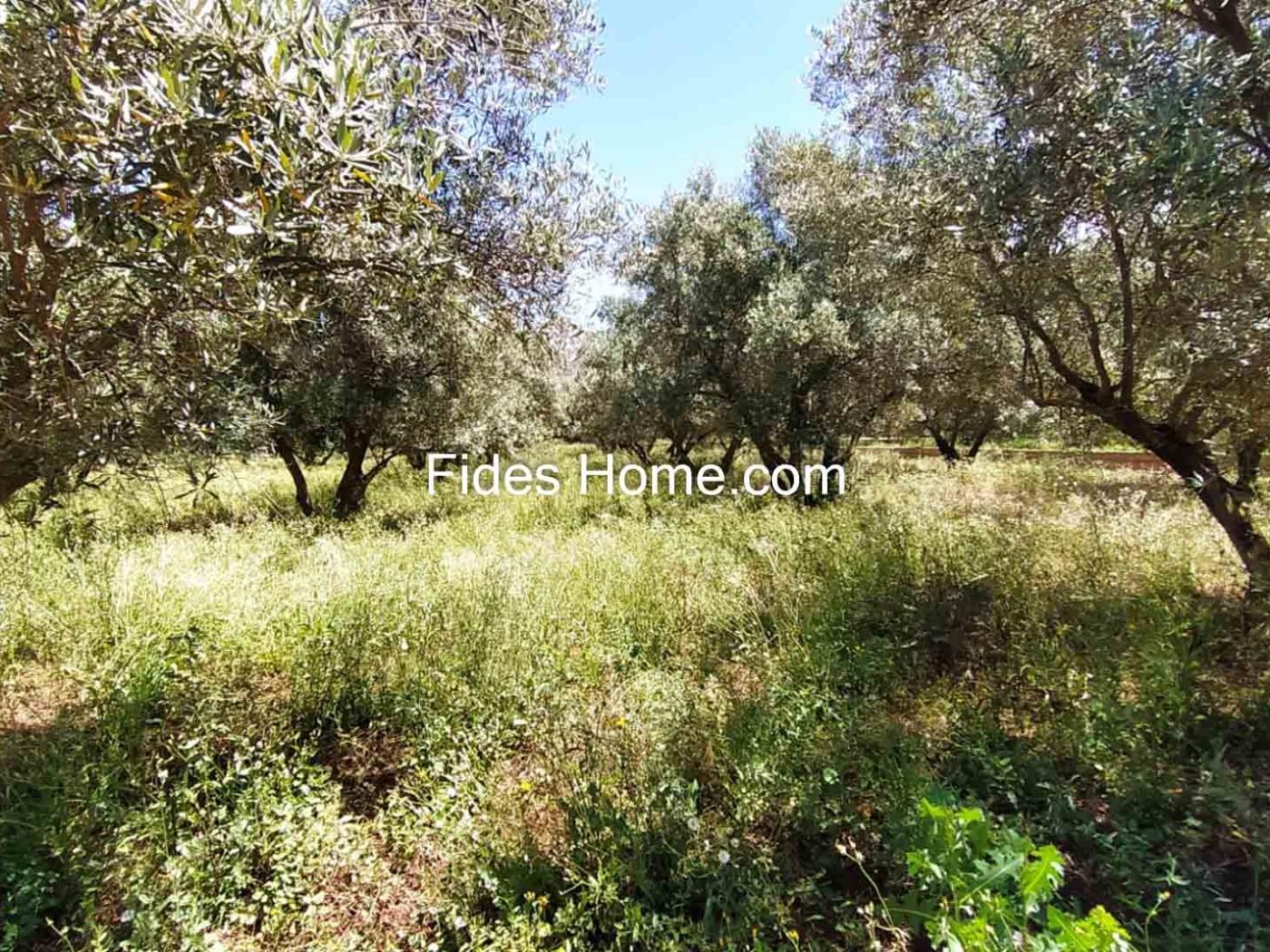 4200 m2 olive estate in Marchena-Dúrcal. in Dúrcal