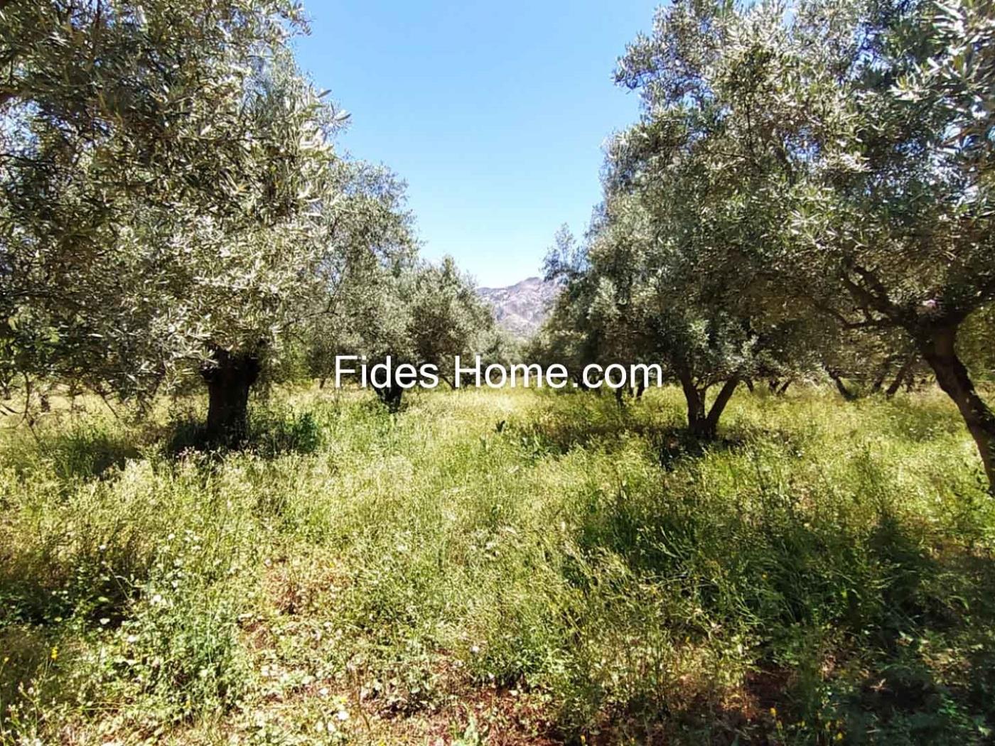 4200 m2 olive estate in Marchena-Dúrcal. in Dúrcal