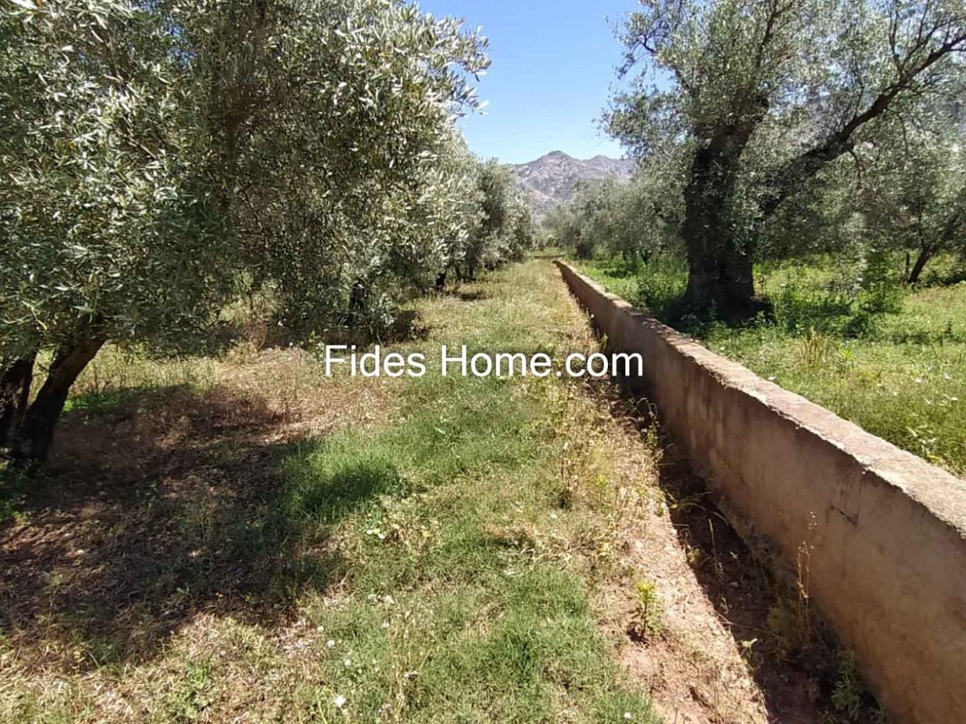4200 m2 olive estate in Marchena-Dúrcal. in Dúrcal