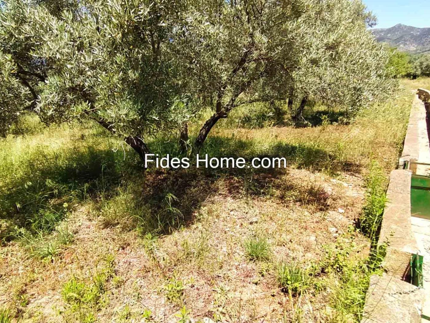 4200 m2 olive estate in Marchena-Dúrcal. in Dúrcal