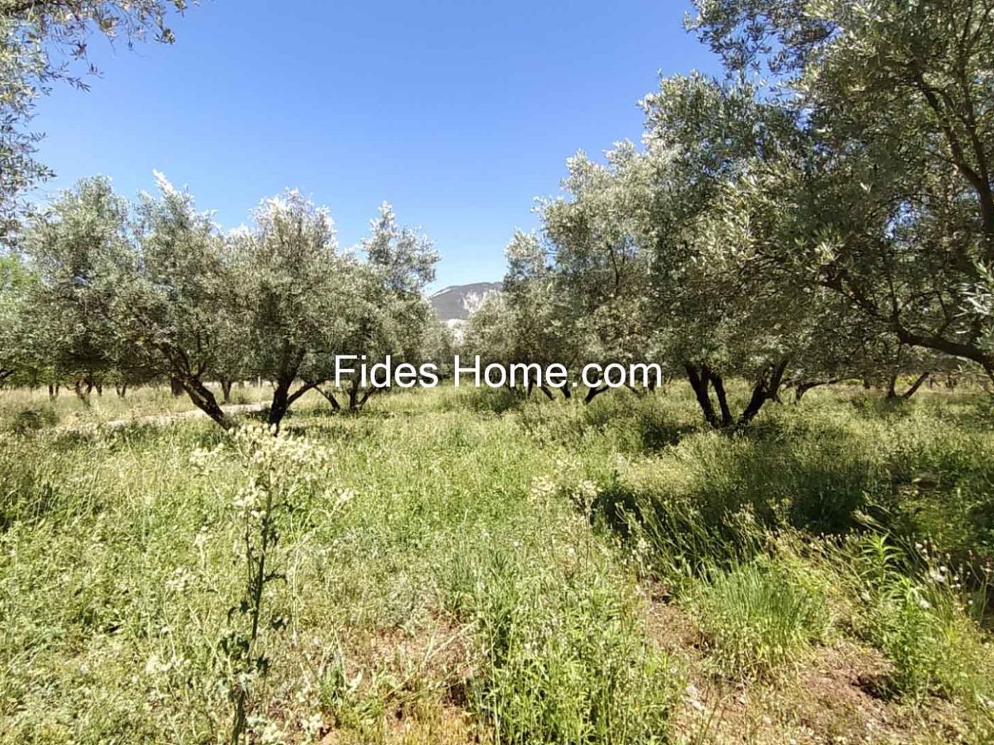 4200 m2 olive estate in Marchena-Dúrcal. in Dúrcal