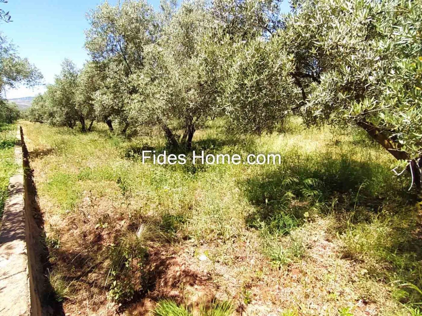 4200 m2 olive estate in Marchena-Dúrcal. in Dúrcal