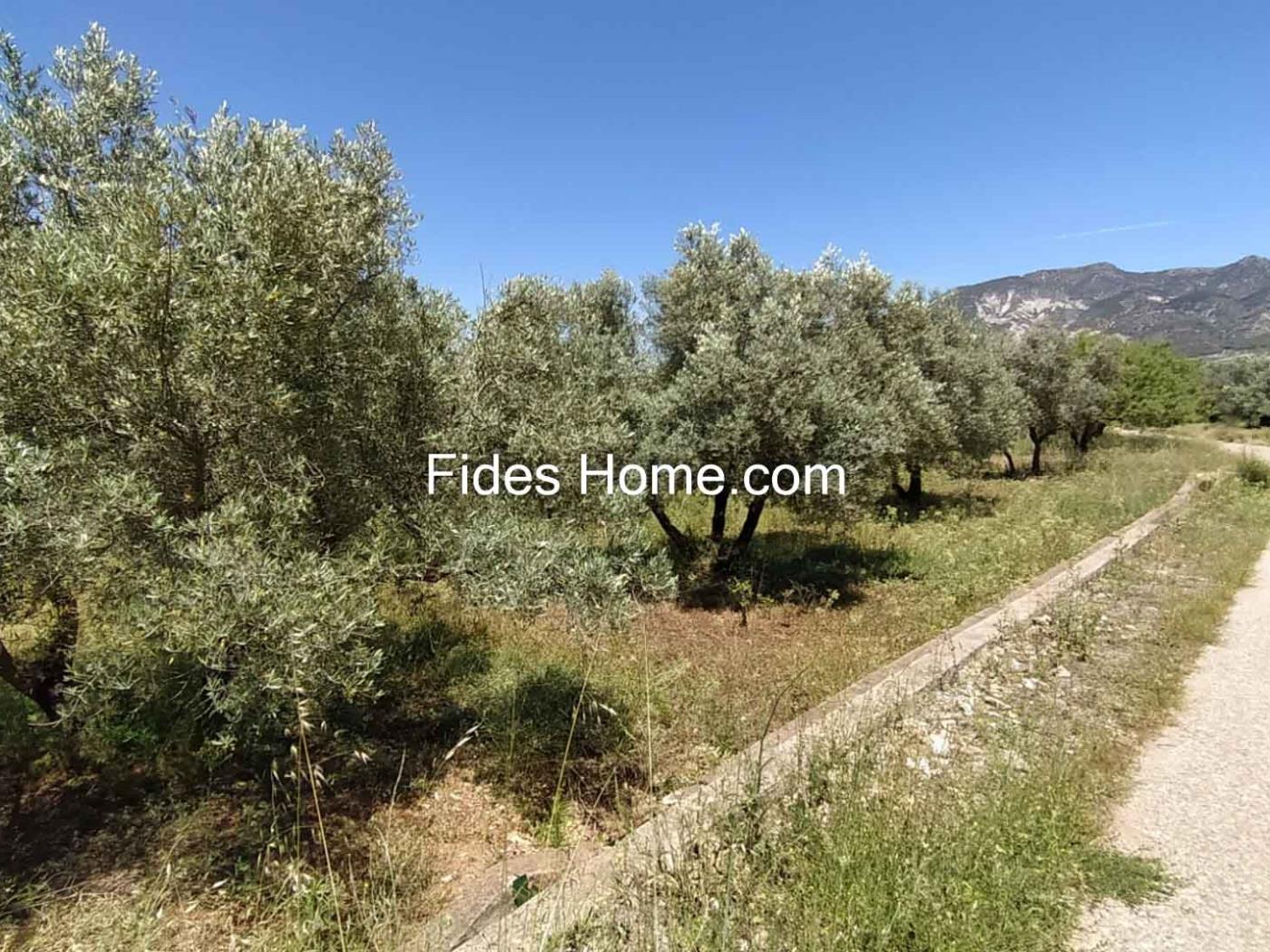 4200 m2 olive estate in Marchena-Dúrcal. in Dúrcal