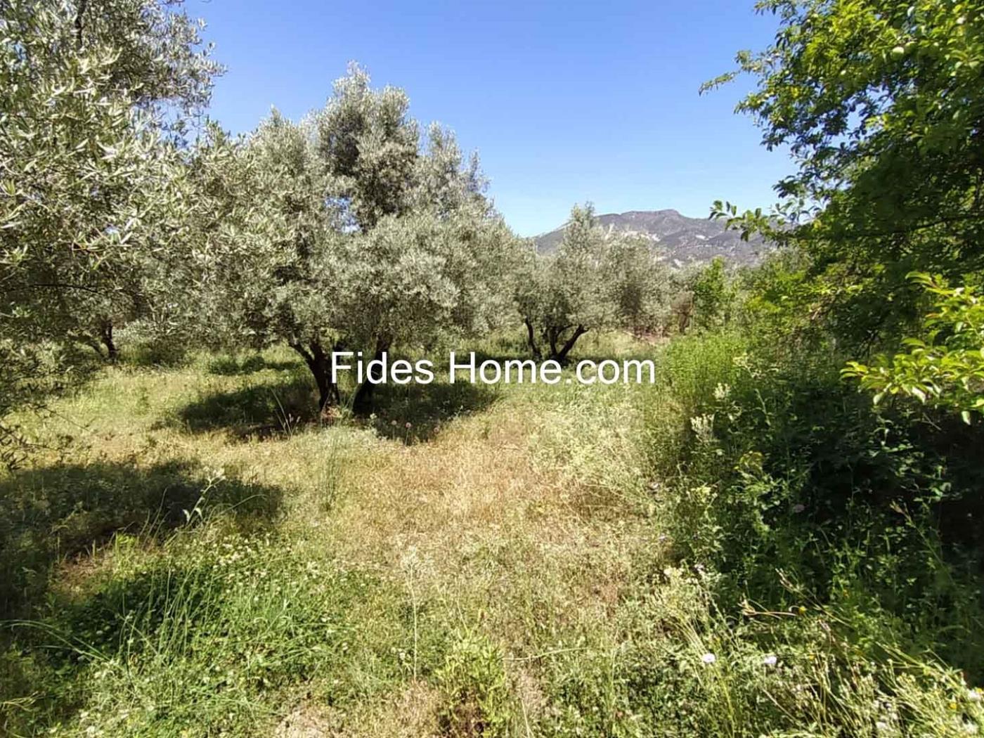 4200 m2 olive estate in Marchena-Dúrcal. in Dúrcal