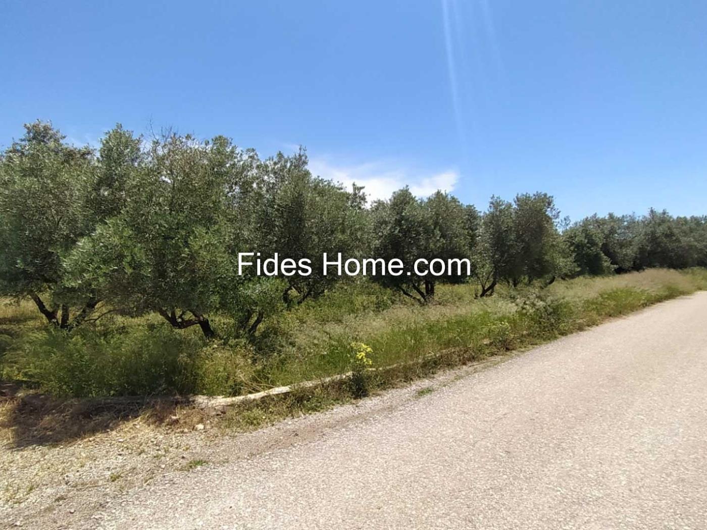 4200 m2 olive estate in Marchena-Dúrcal. in Dúrcal