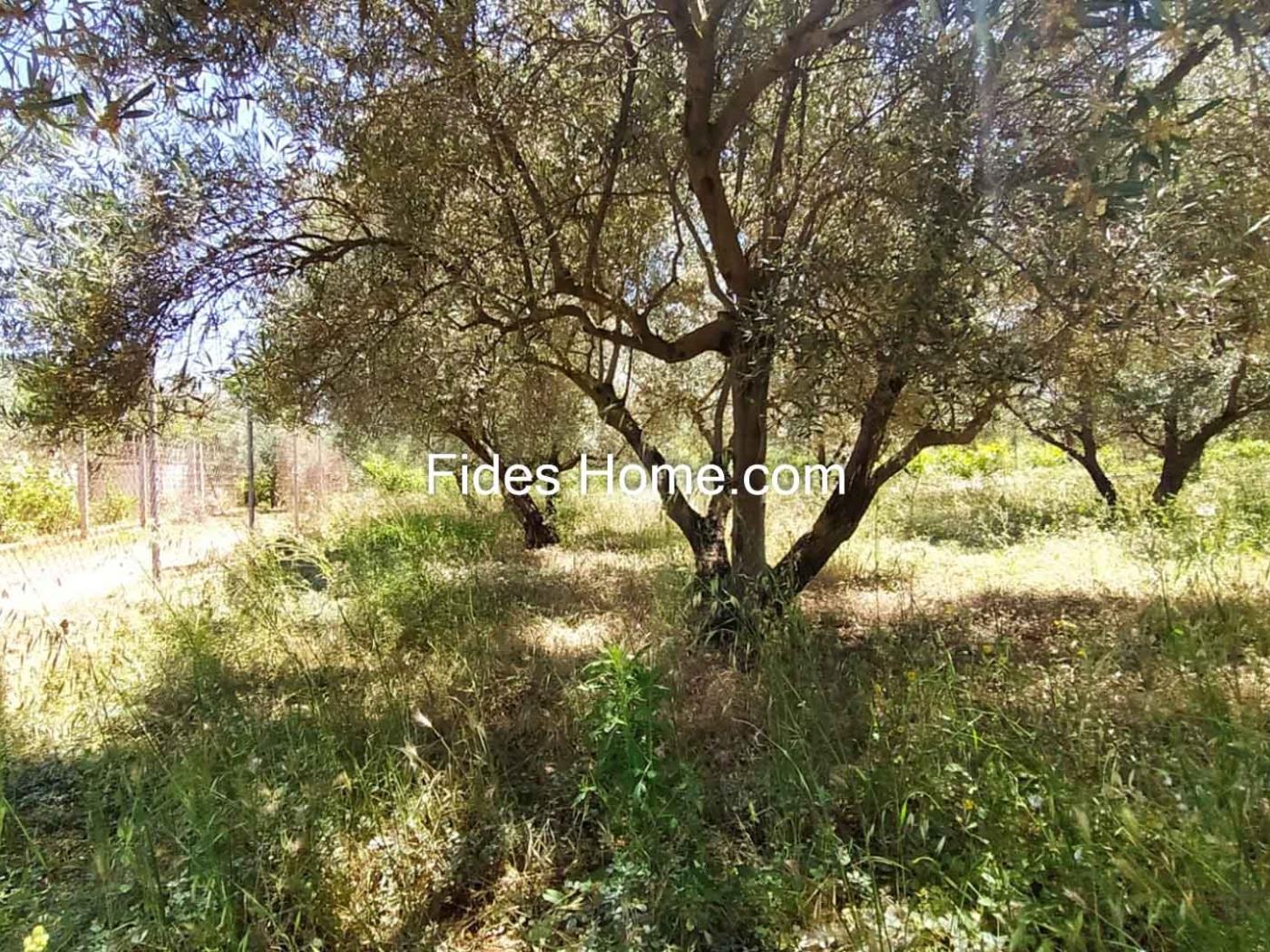 4200 m2 olive estate in Marchena-Dúrcal. in Dúrcal