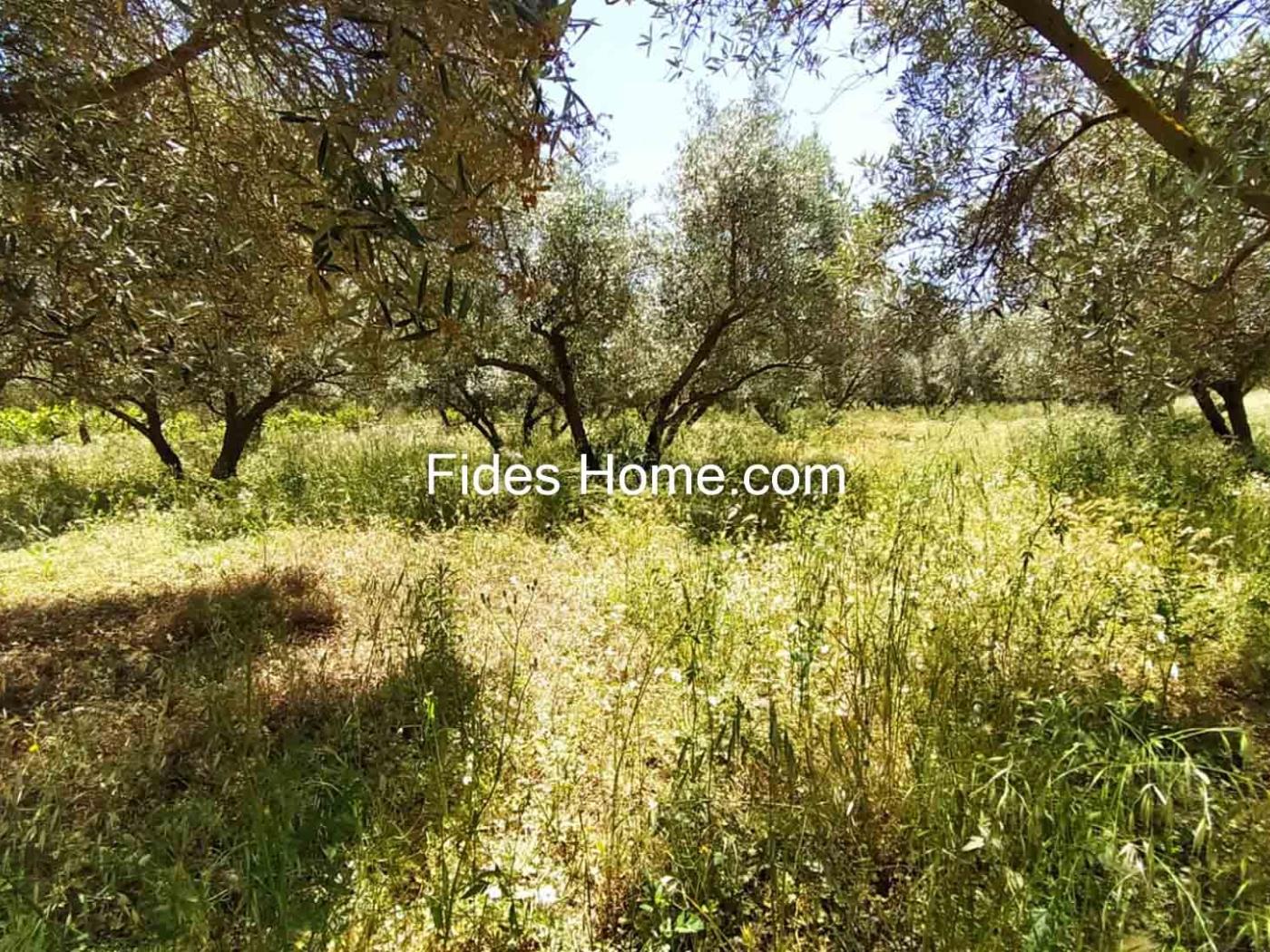 4200 m2 olive estate in Marchena-Dúrcal. in Dúrcal