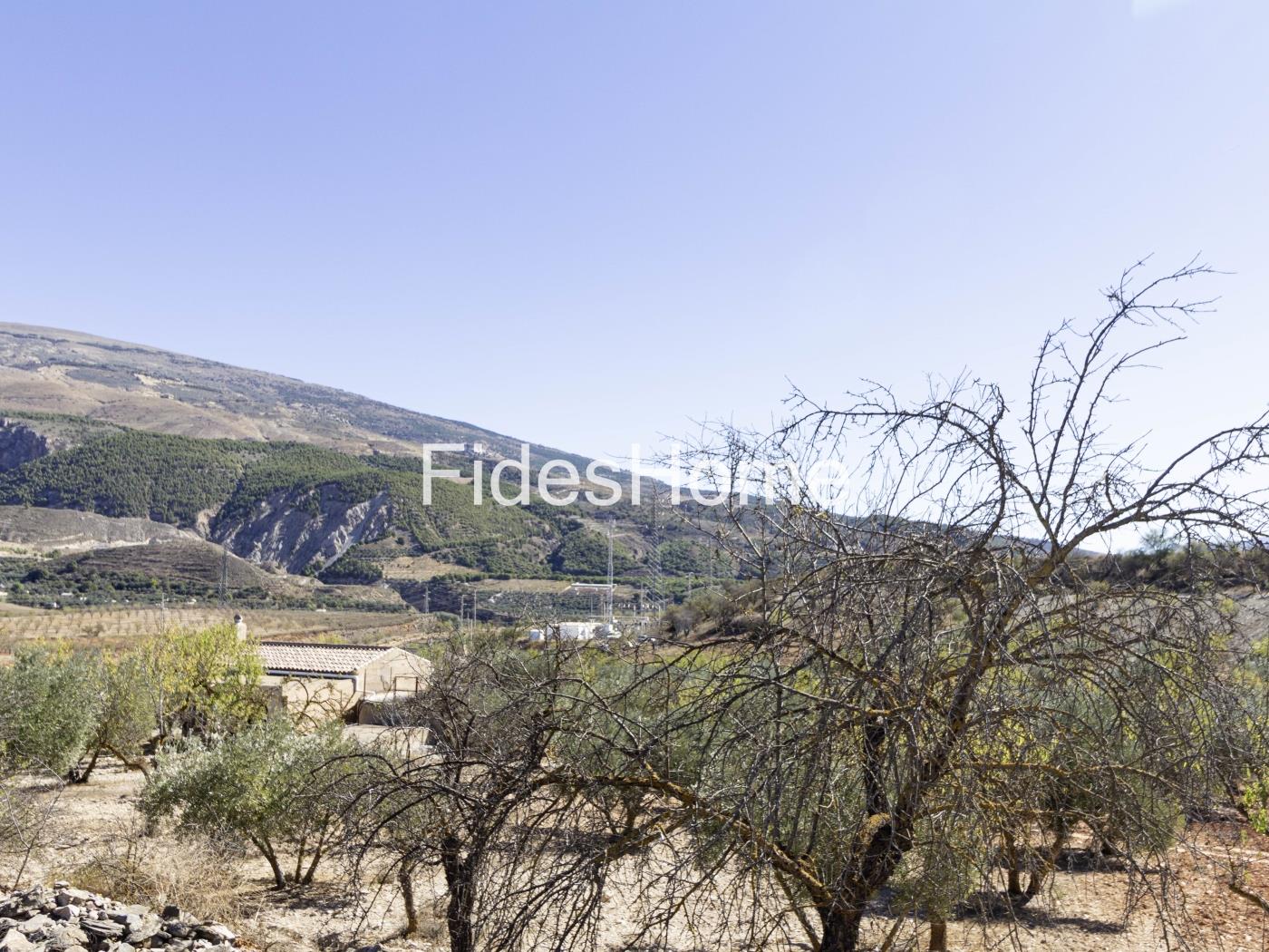 Magnificent olive farm in Nigüelas with a cortijo in Nigüelas