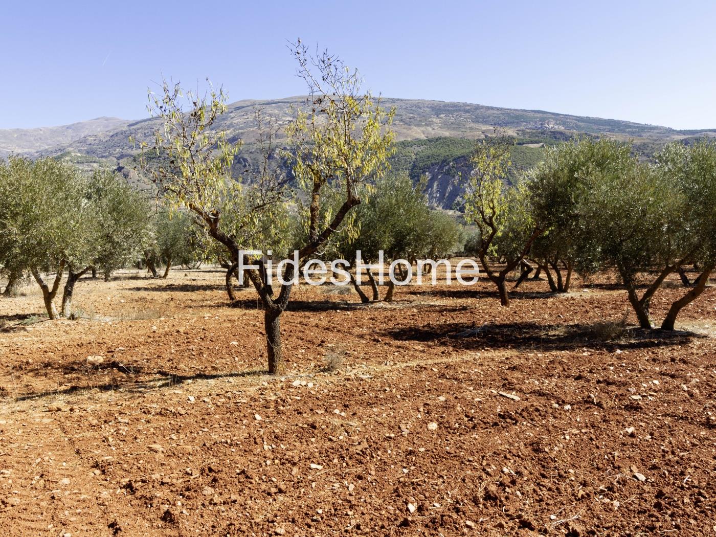 Magnificent olive farm in Nigüelas with a cortijo in Nigüelas