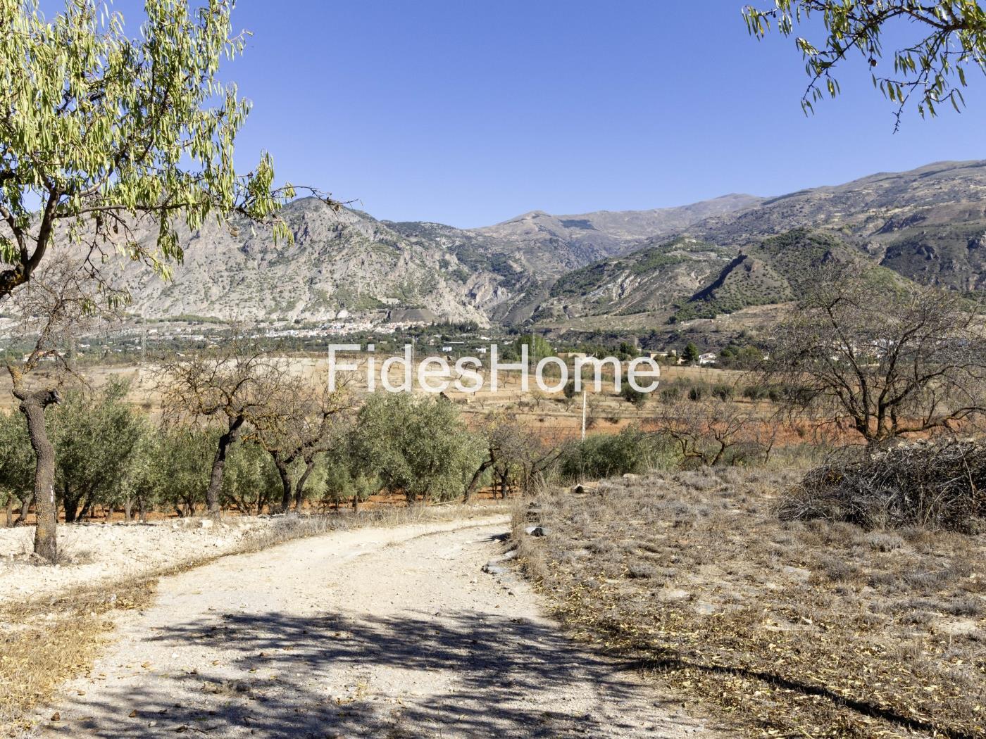 Magnificent olive farm in Nigüelas with a cortijo in Nigüelas