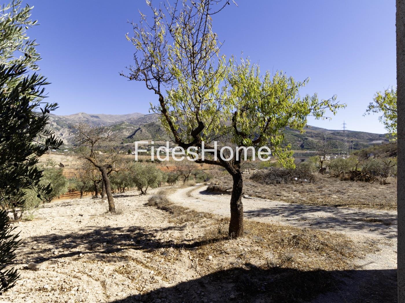 Magnificent olive farm in Nigüelas with a cortijo in Nigüelas