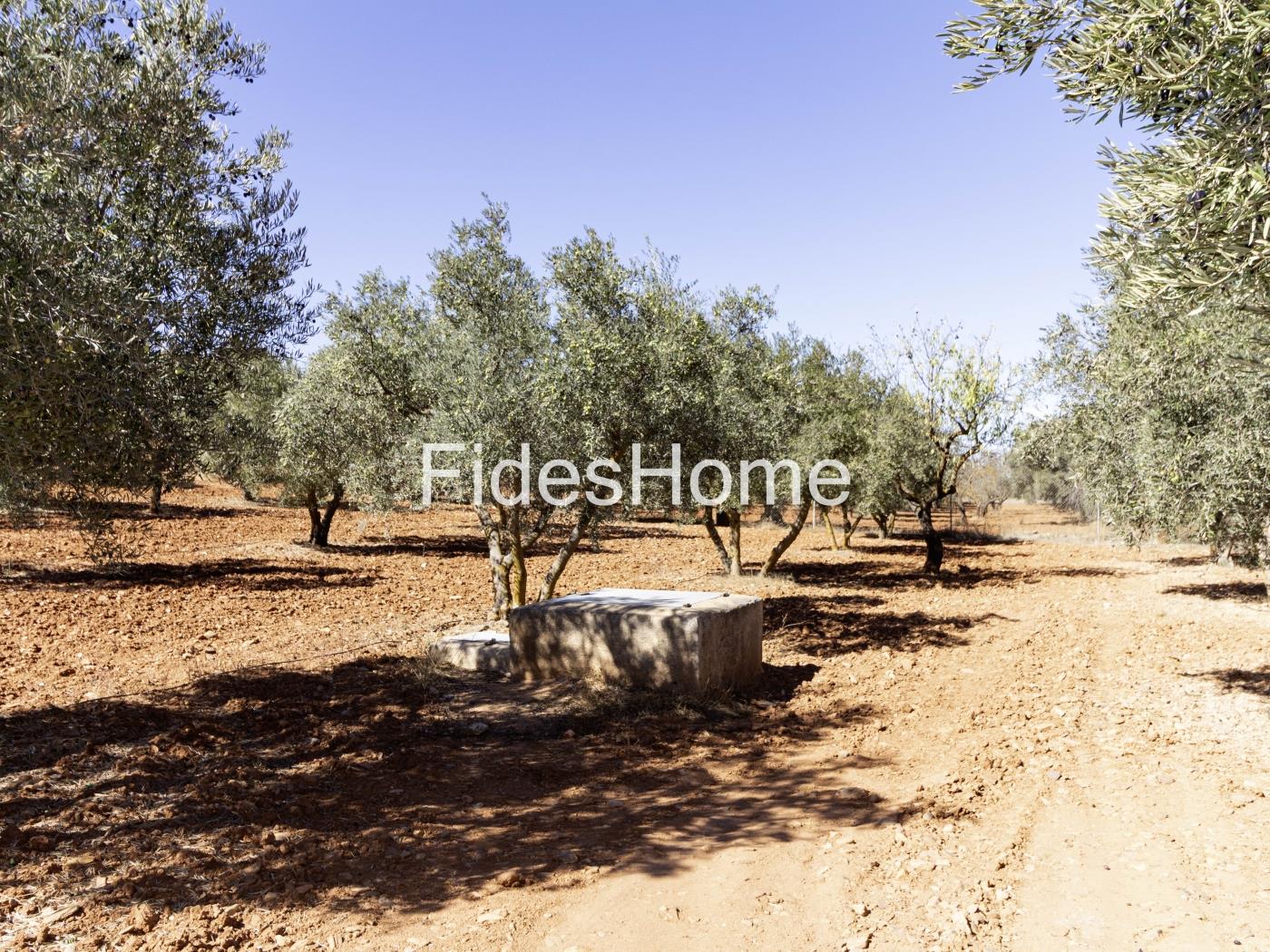 Magnificent olive farm in Nigüelas with a cortijo in Nigüelas