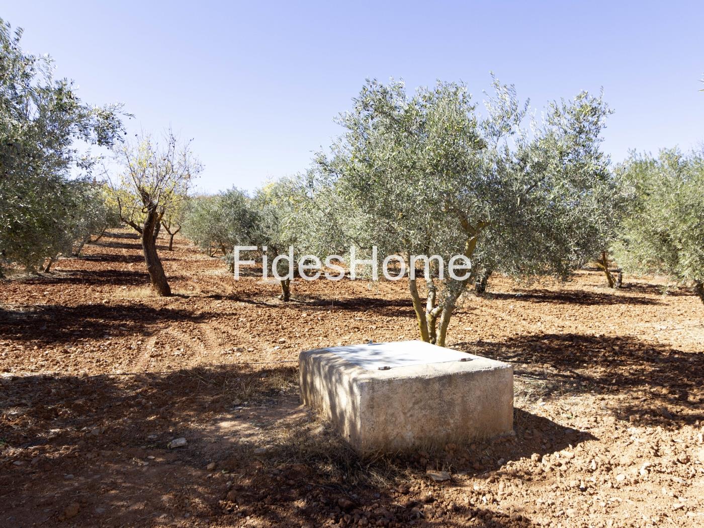 Magnificent olive farm in Nigüelas with a cortijo in Nigüelas