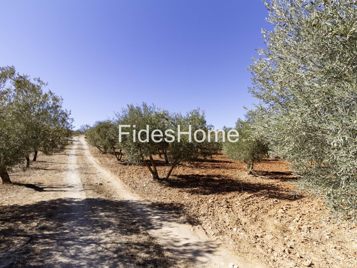 Magnificent olive farm in Nigüelas with a cortijo in Nigüelas