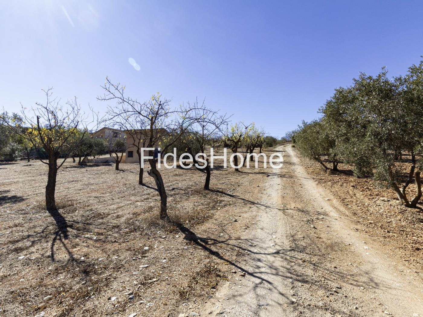 Magnificent olive farm in Nigüelas with a cortijo in Nigüelas